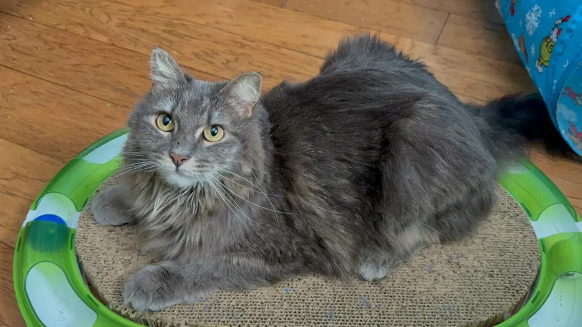 Everly Evermeow image 2