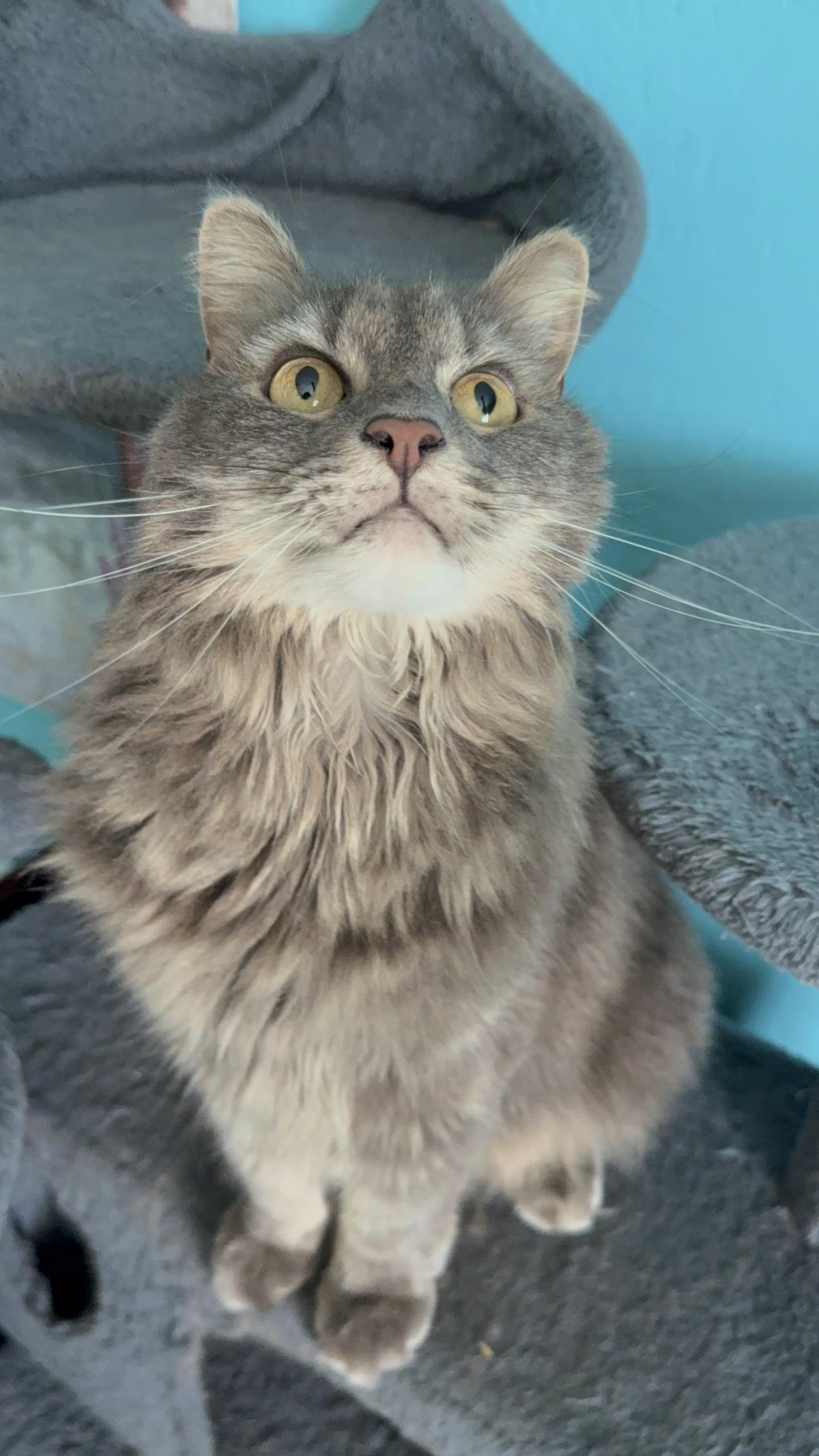 Photo of Everly Evermeow