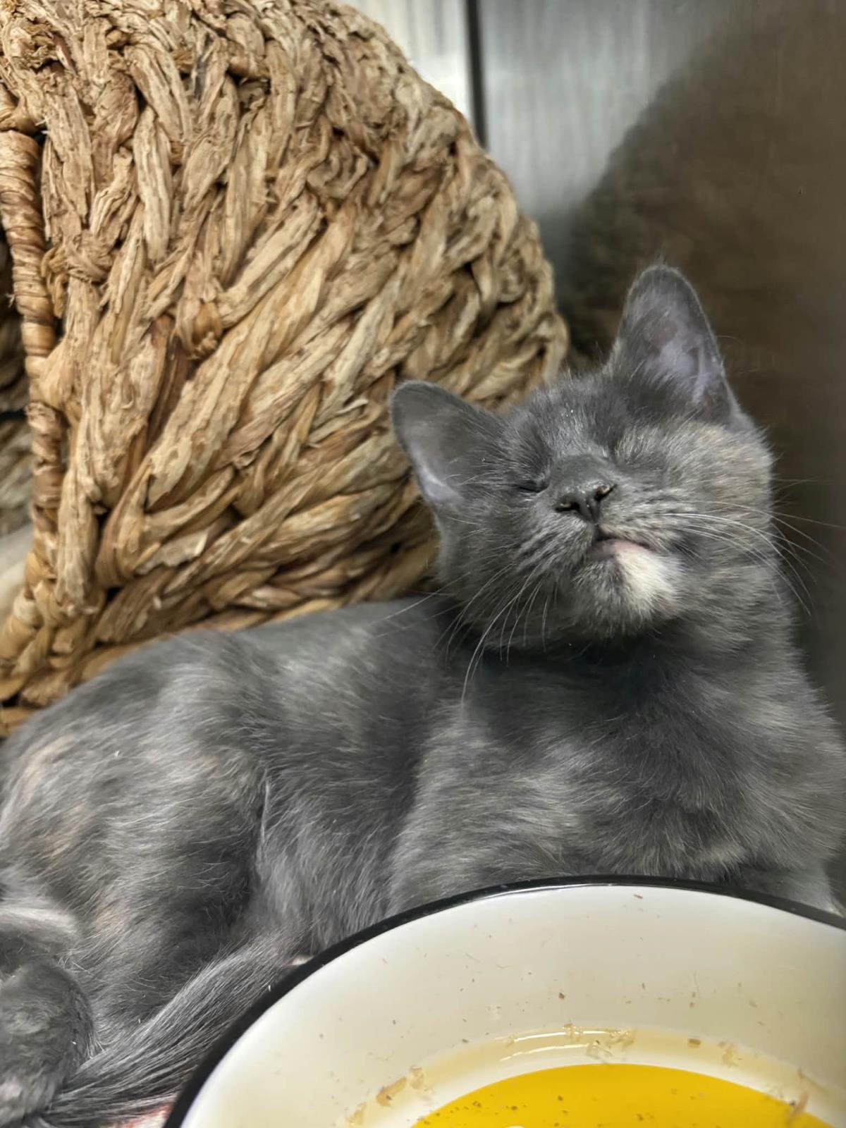Gimlet Marie Bonded With Cosmo Marie