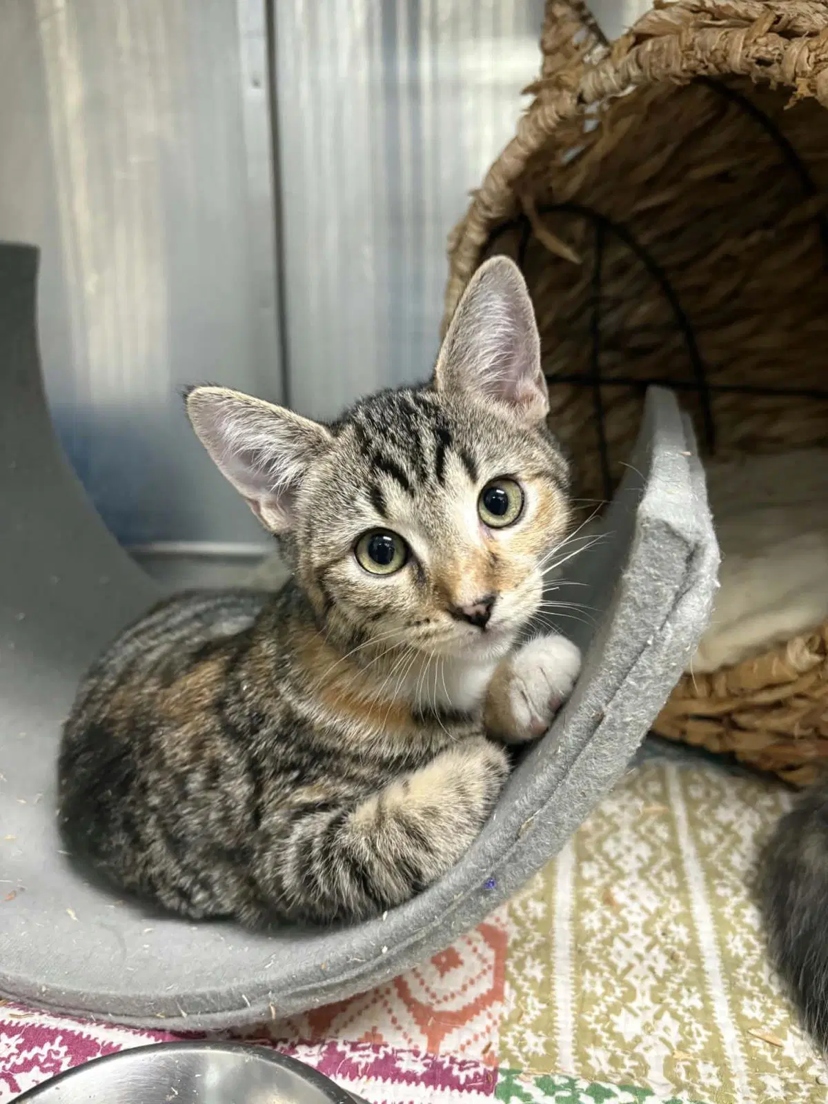Cosmo Marie Bonded With Gimlet Marie - Tabby