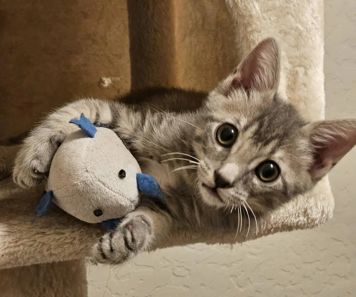 Meko Kassir - Domestic Short Hair