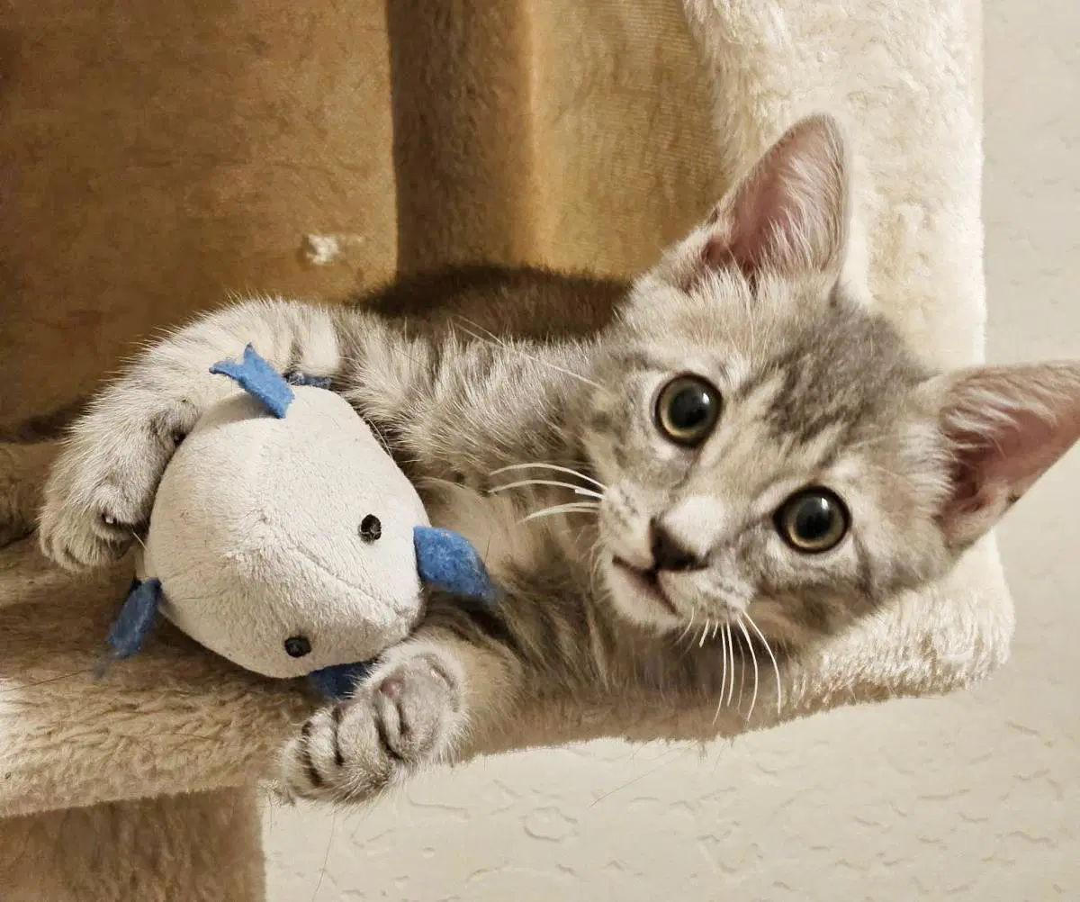 Meko Kassir - Domestic Short Hair