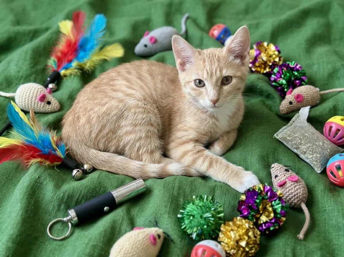 Lexus Purrengine - Domestic Short Hair