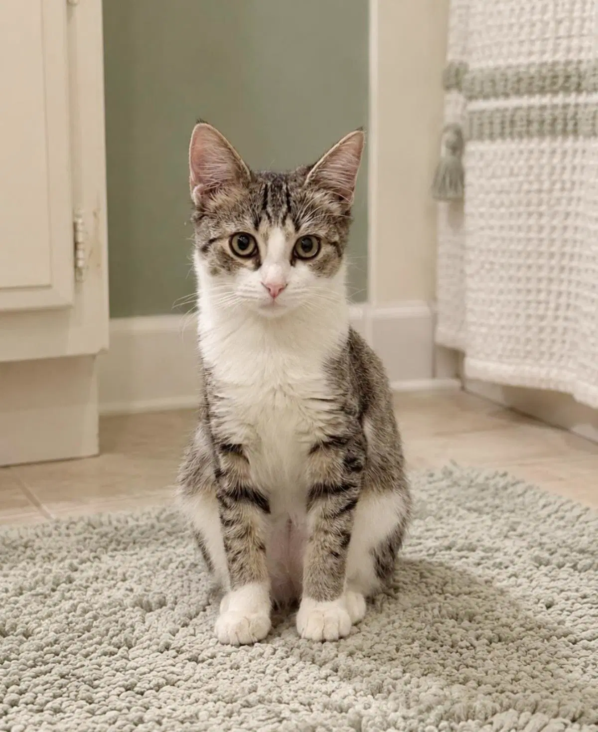 Motley Mew - Domestic Short Hair