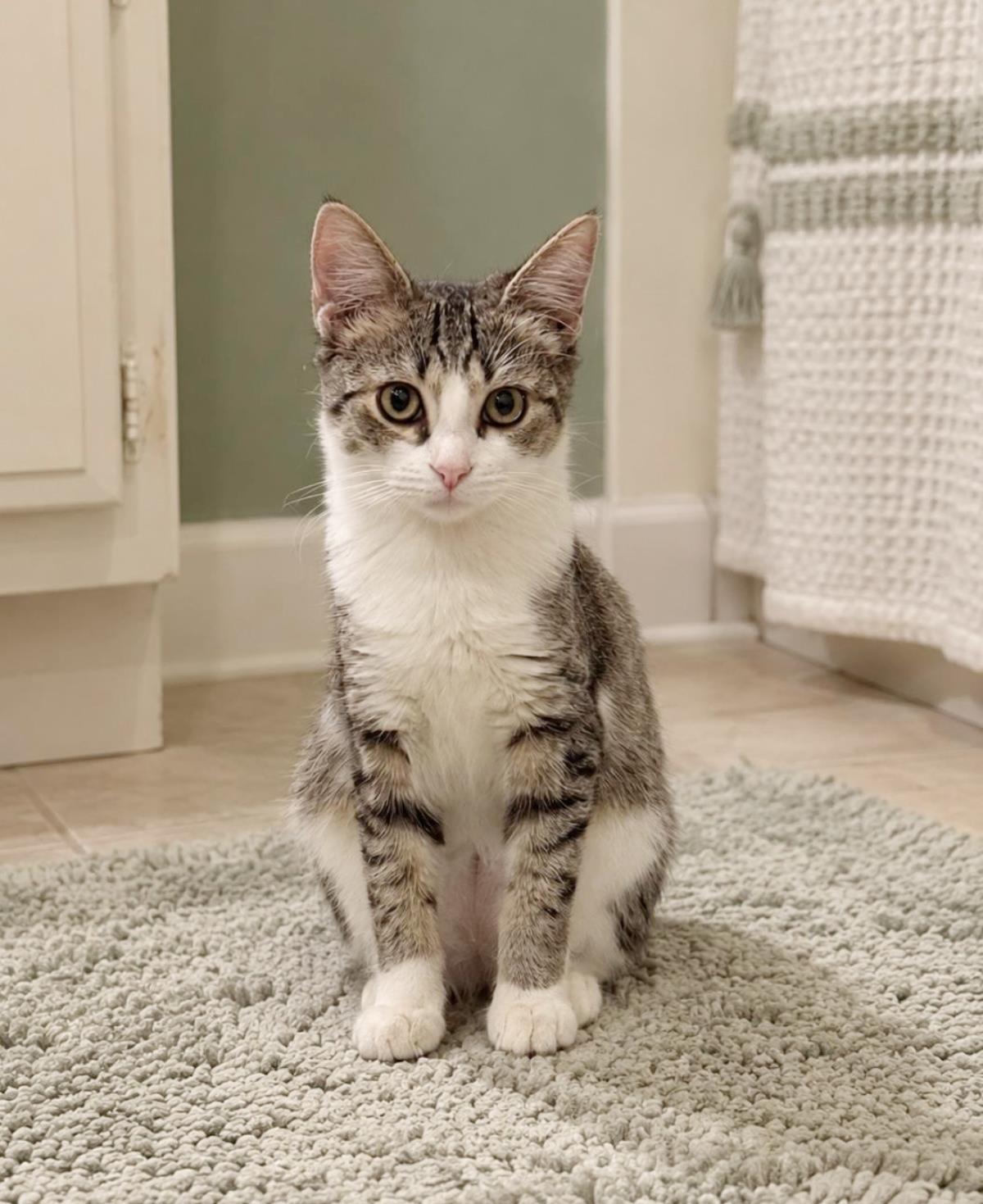 Motley Mew