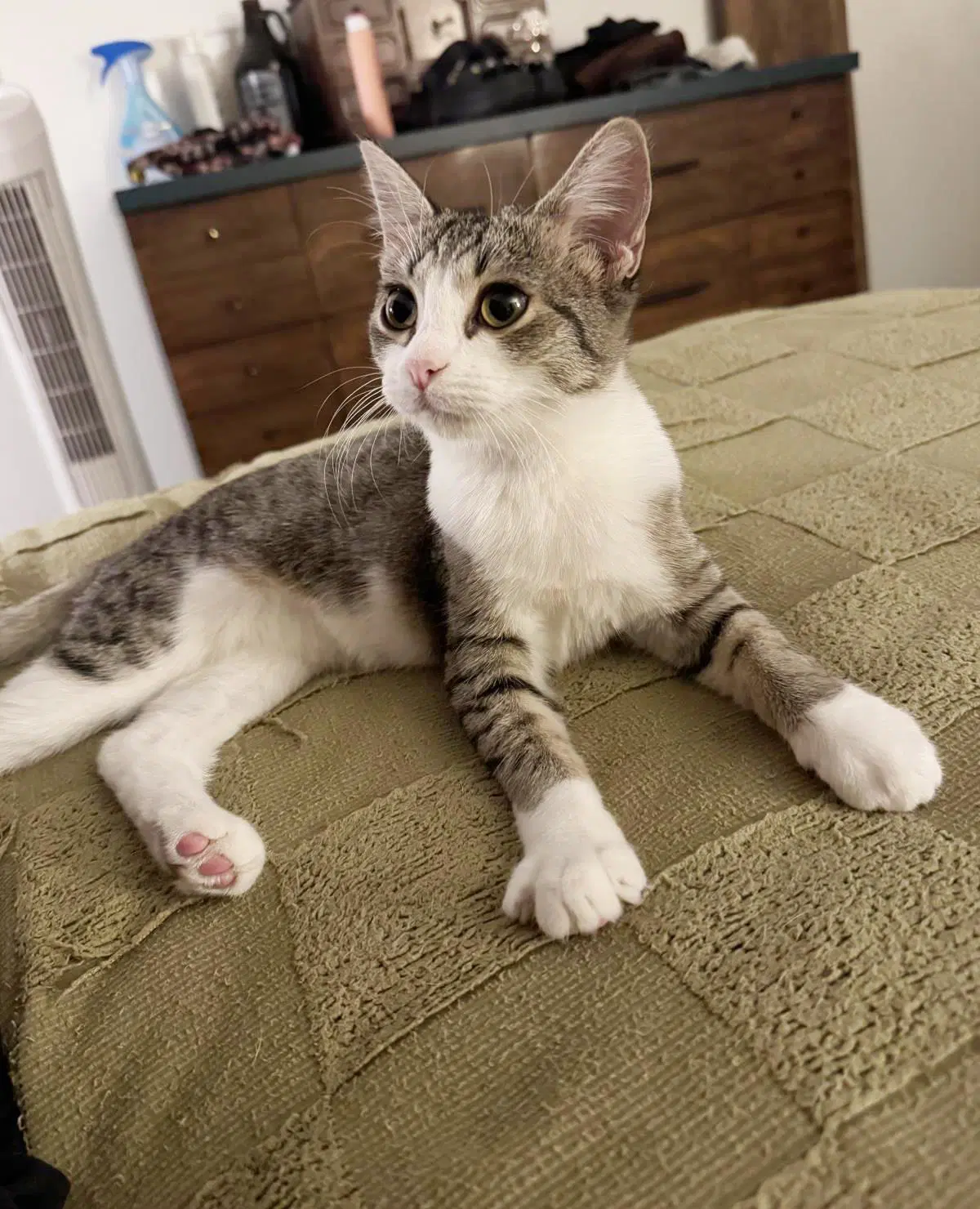 Motley Mew image 3