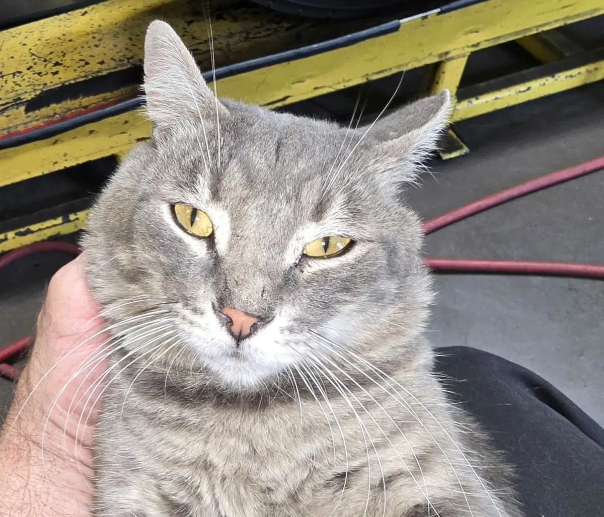 Willie Boy image 3