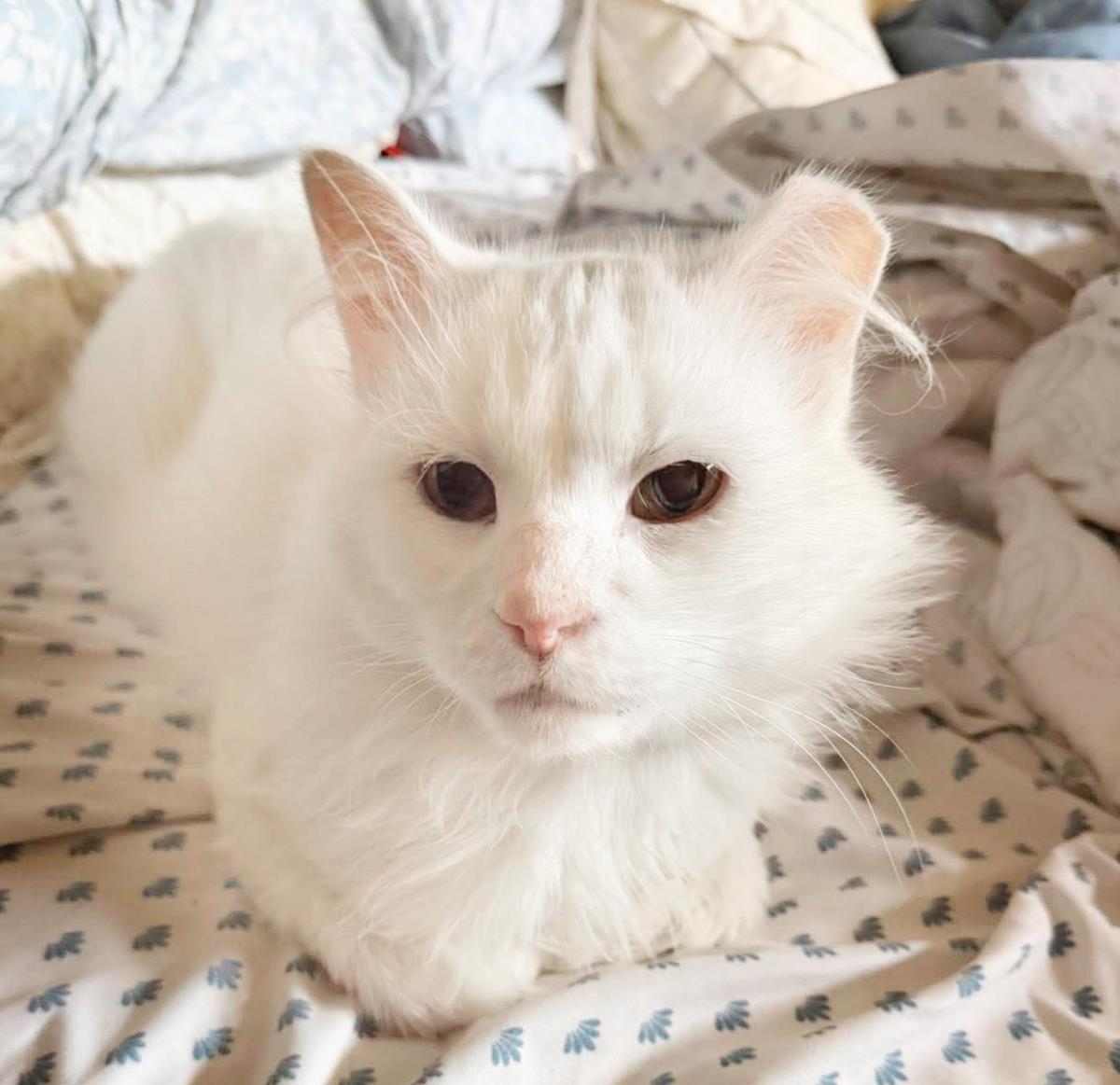 Guedo Gato