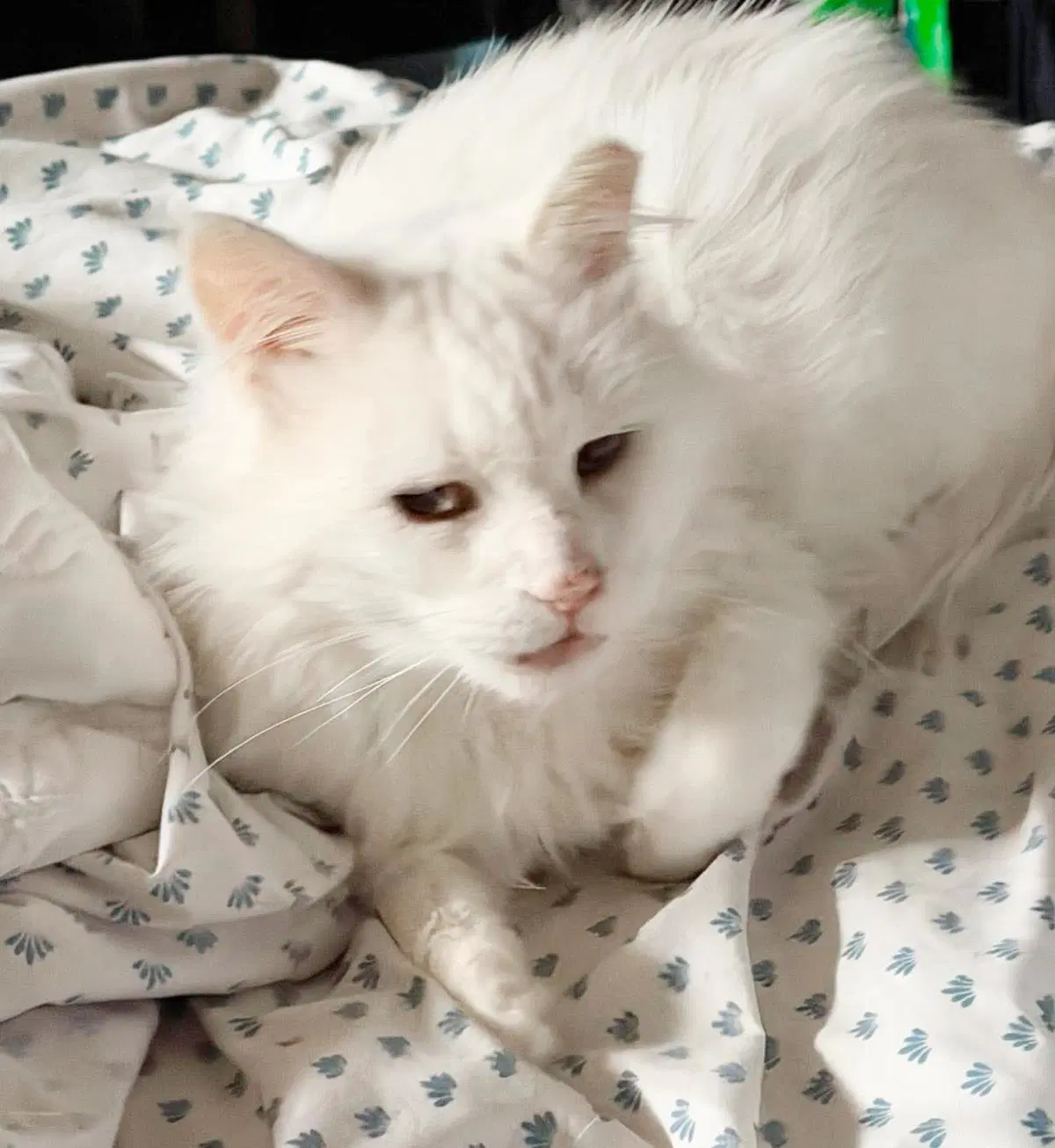 Guedo Gato image 2