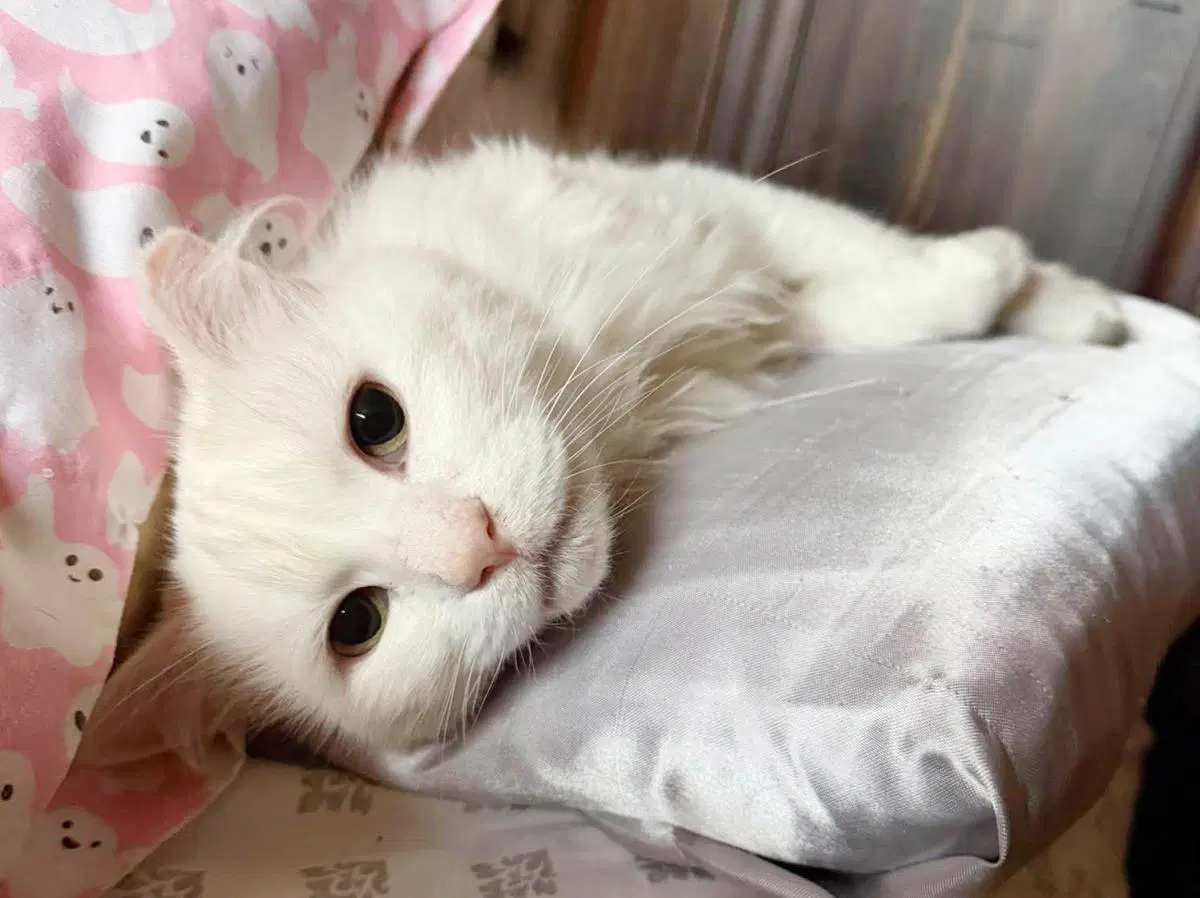 Guedo Gato image 3