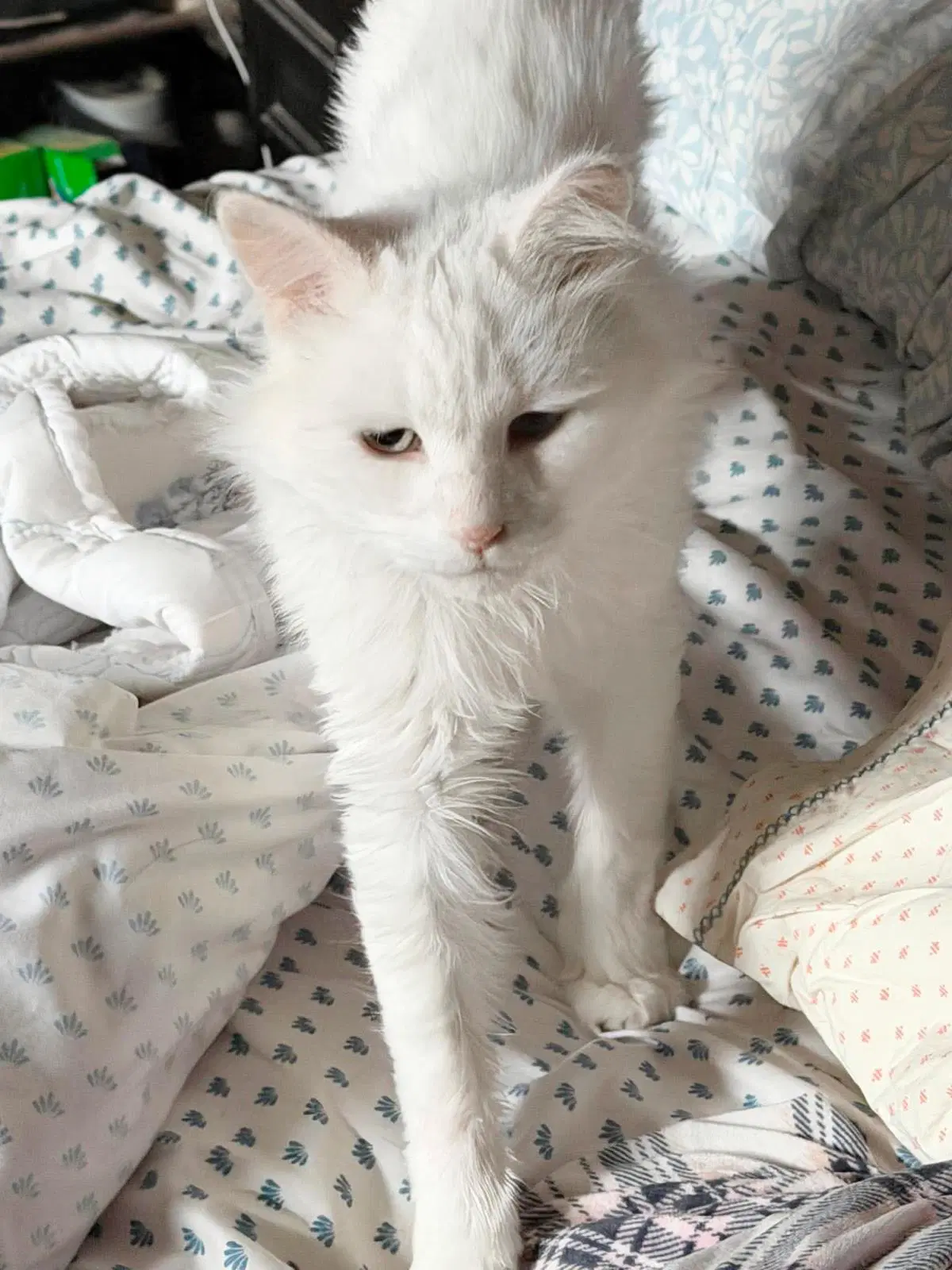 Guedo Gato image 4