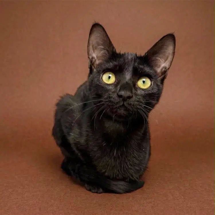 Sasha Hollanov - Domestic Short Hair