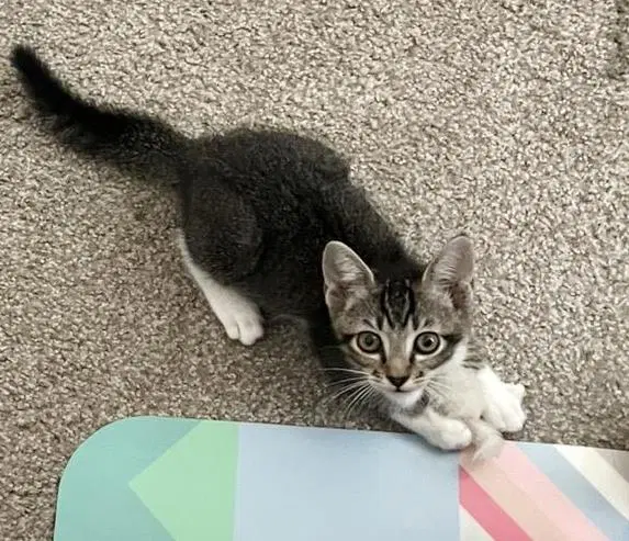 Athos Musketeer - Domestic Short Hair