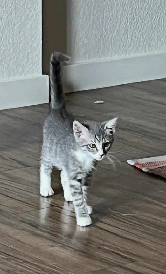 Porthos Musketeer - Domestic Short Hair