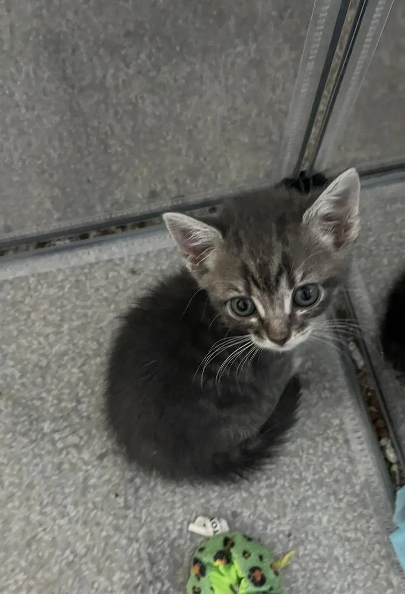 Aramis Musketeer - Domestic Short Hair
