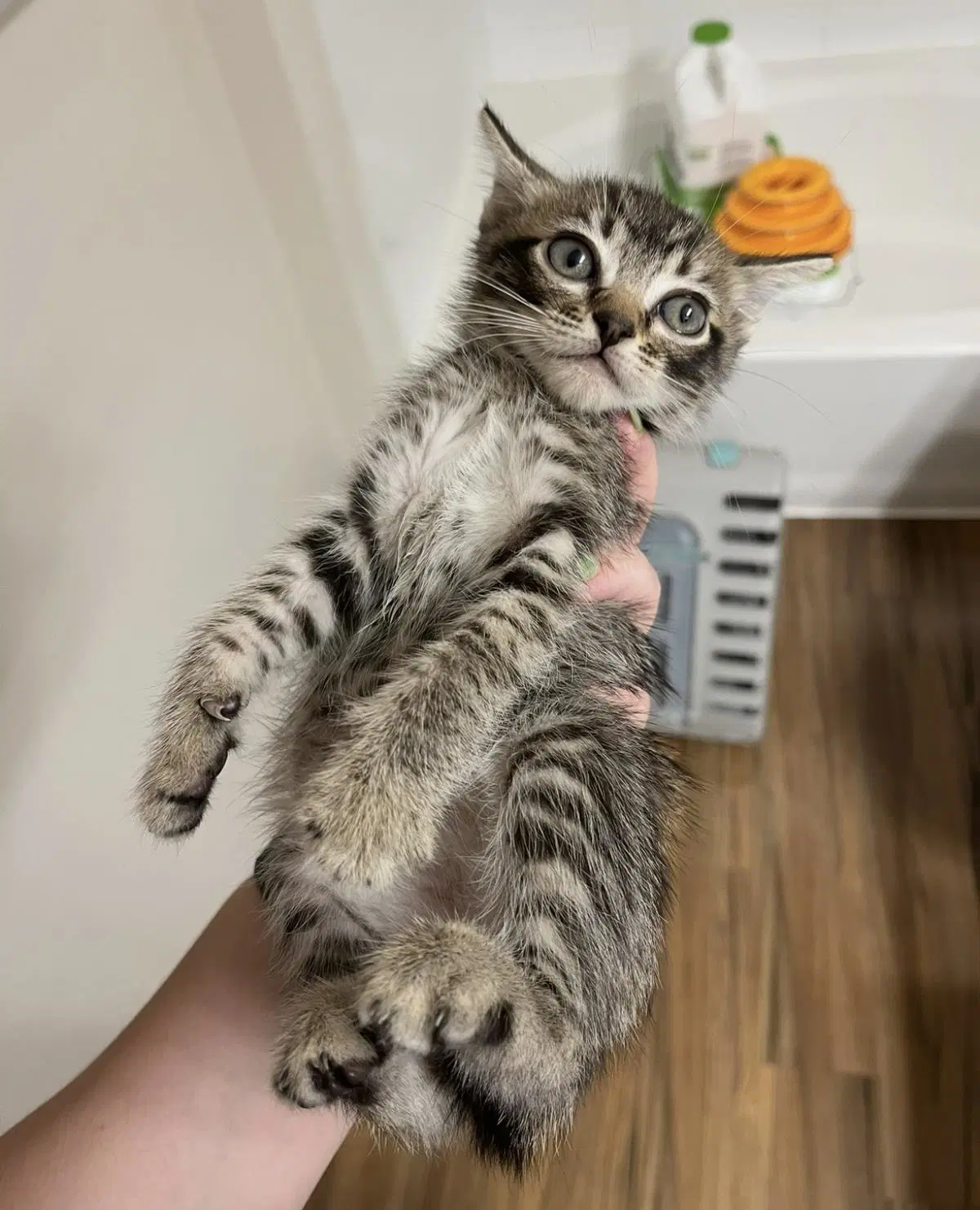 D'artagnan Musketeer - Tabby