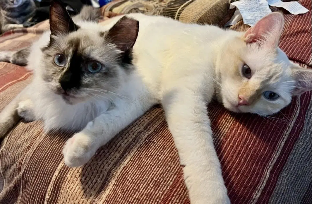 Dinah Wonderland Bonded With Chessie - Domestic Long Hair