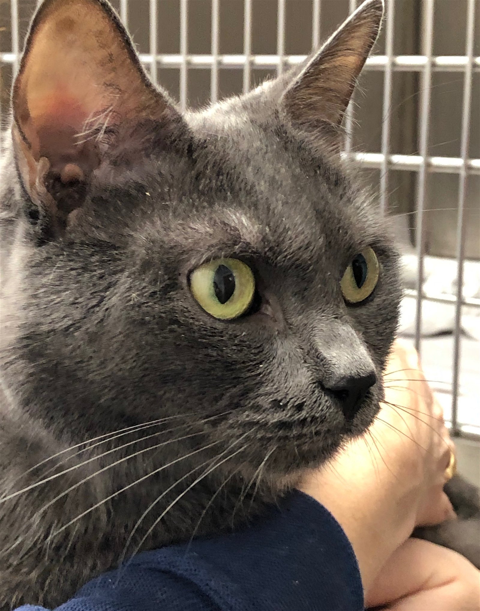 adoptable Cat in Flushing, NY named Cassidy