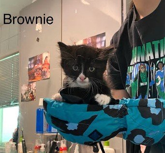 adoptable Cat in Flushing, NY named Brownie