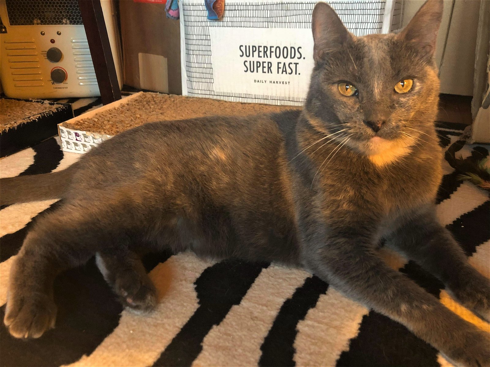 adoptable Cat in Flushing, NY named Gracie