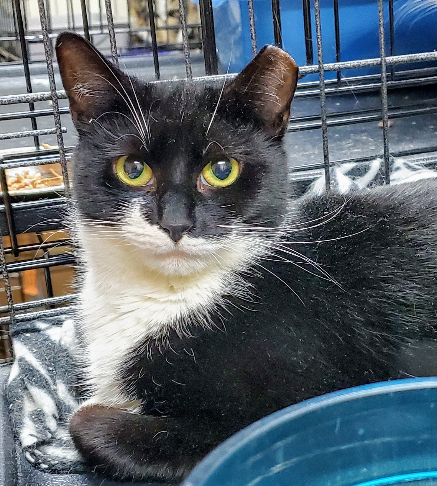 adoptable Cat in Flushing, NY named Lucy Goosey