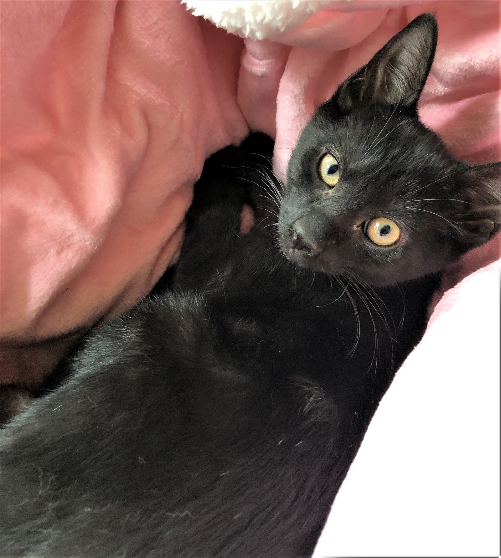 adoptable Cat in Flushing, NY named Ryder