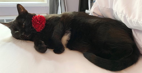 SISSI - Domestic Short Hair available for adoption