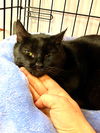 adoptable Cat in Flushing, NY named Sissi
