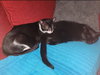 Charlie - Photo 3