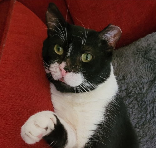 CHARLIE - Domestic Short Hair available for adoption