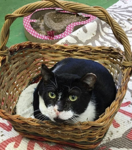 picture of the cat needing adoption