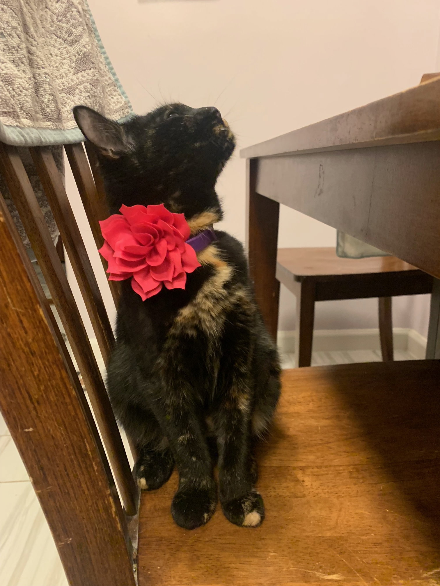 Cats for Adoption in Terryville, New York Alpha Paw