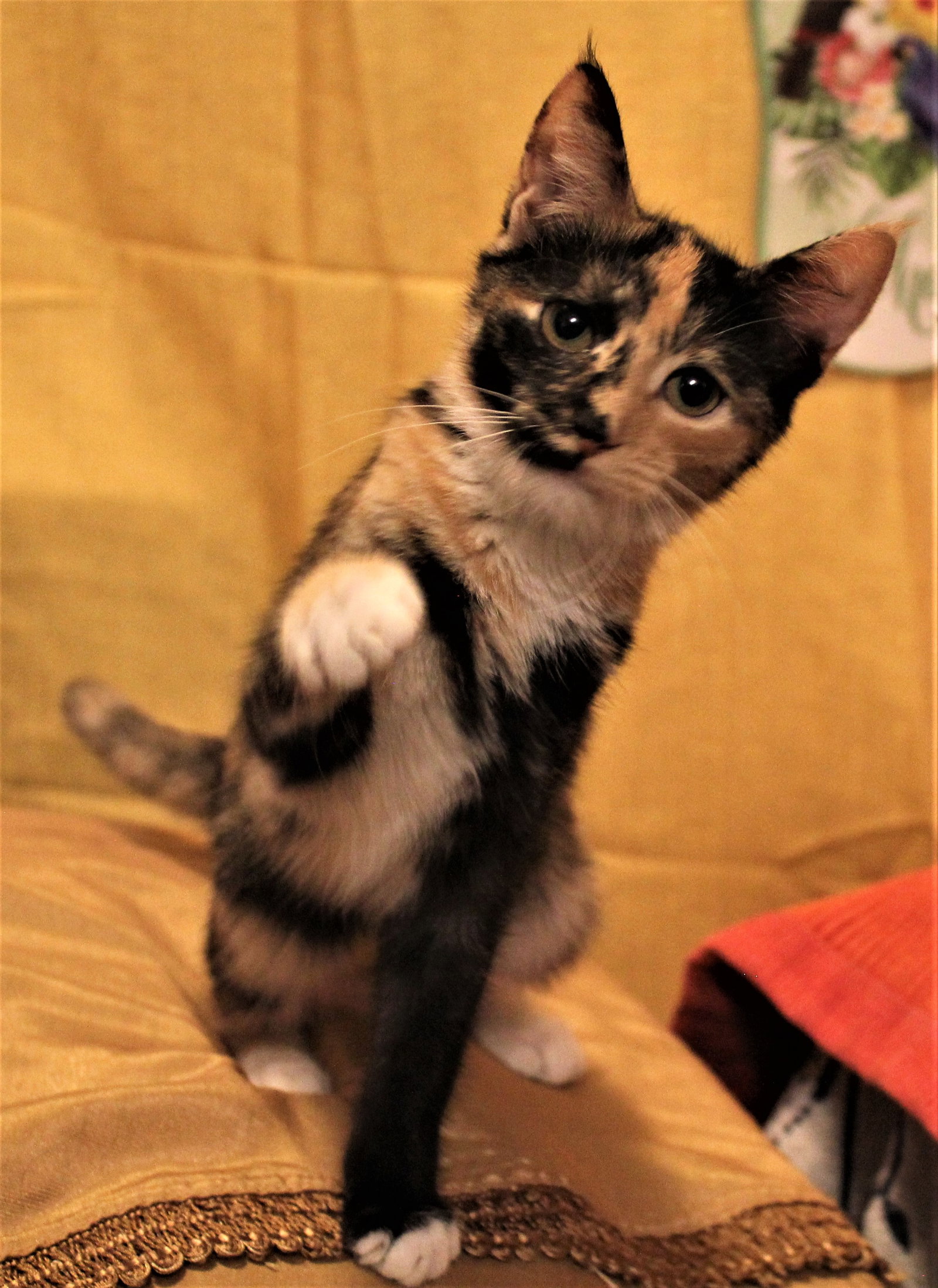 Cats for Adoption in Vails Gate, New York Alpha Paw