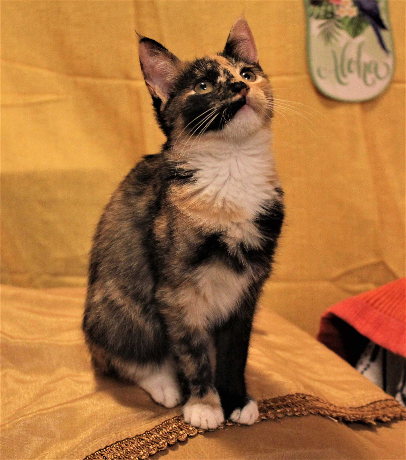 Cats for Adoption in Vails Gate, New York Alpha Paw