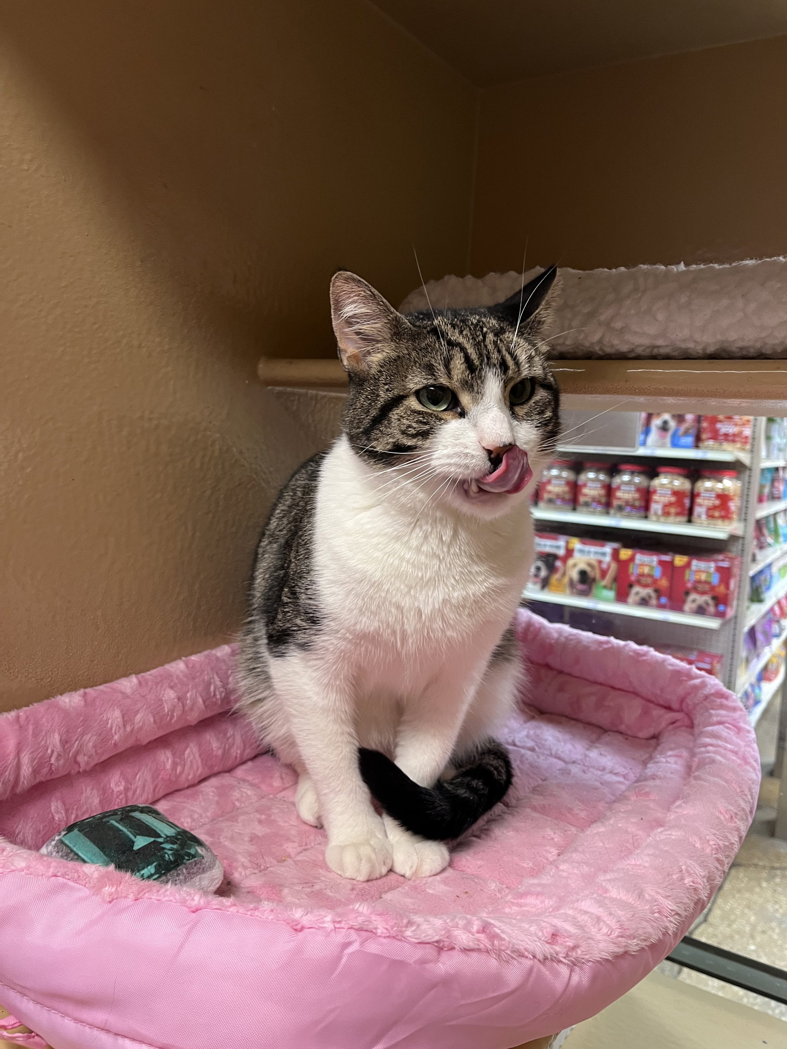 Cats for Adoption in White Plains, New York Alpha Paw
