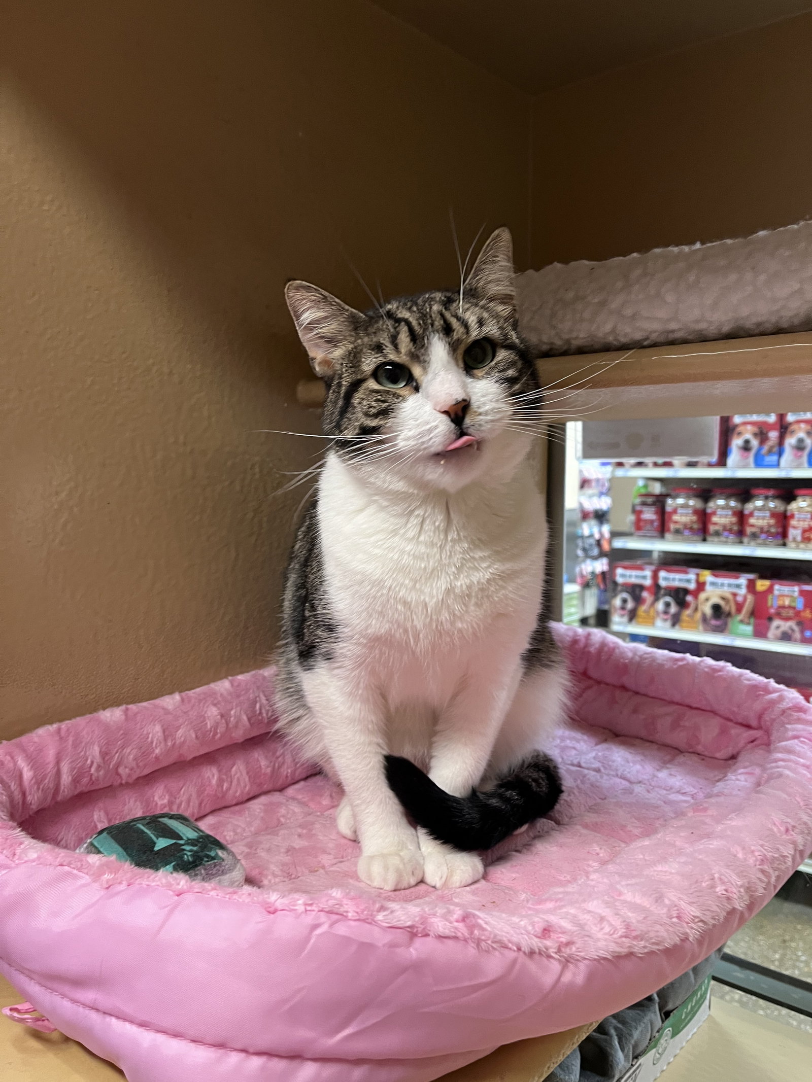 Cats for Adoption in White Plains, New York Alpha Paw