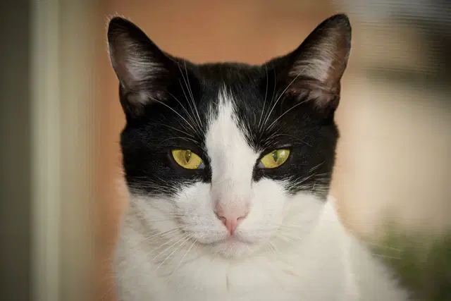 Batman - Domestic Short Hair