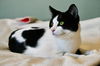 adoptable Cat in Flushing, NY named Batman (Bonded with Chicklet)