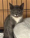 adoptable Cat in , NY named DUSTY