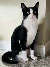 adoptable Cat in Flushing, NY named Chicklet (Bonded with Batman)