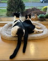 CHICKLET - Photo 5