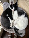 CHICKLET - Photo 6