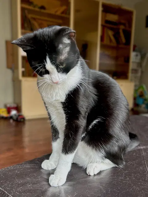 Chicklet - Domestic Short Hair