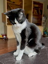 CHICKLET - Photo 1