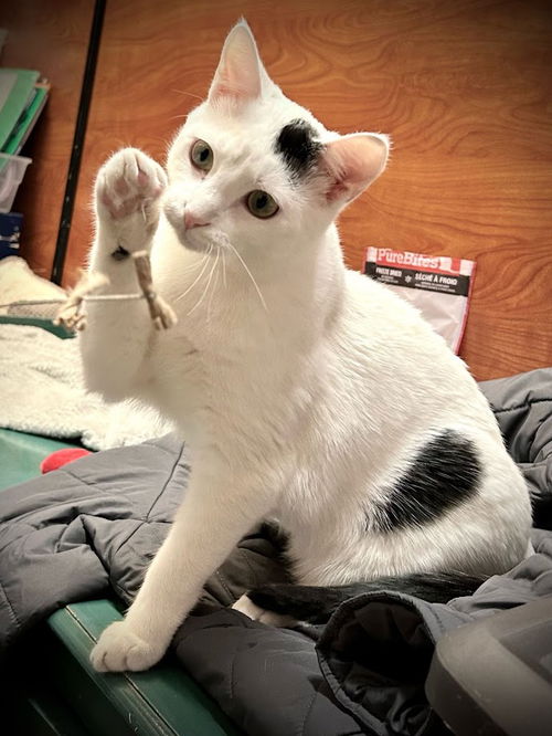 picture of the cat needing adoption