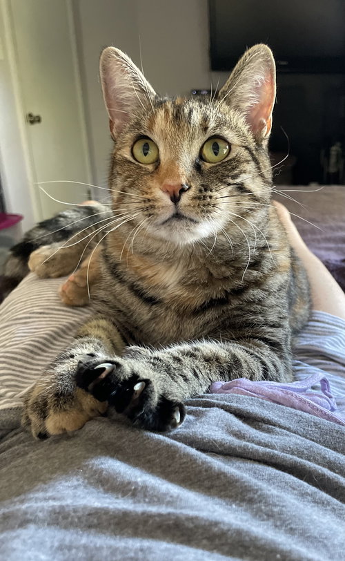 picture of the cat needing adoption