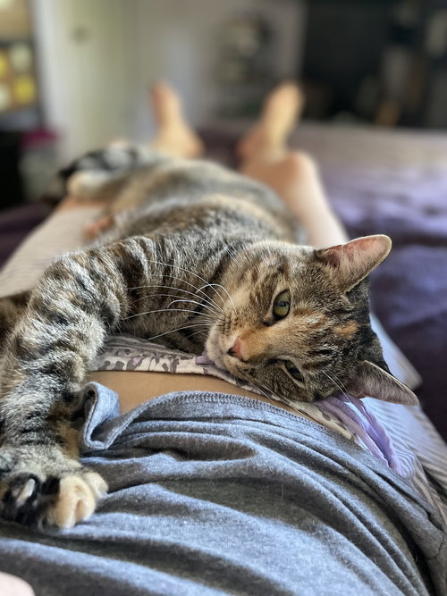 MABEL - Domestic Short Hair available for adoption