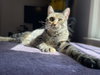 Mabel - Photo 3