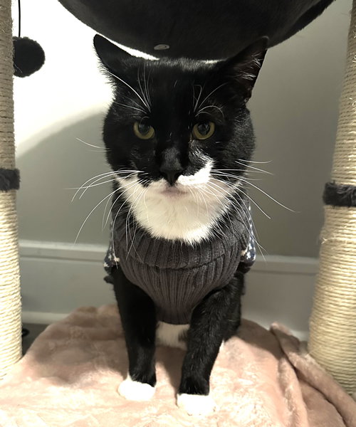 picture of the cat needing adoption