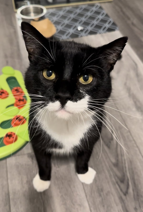 Sylvester